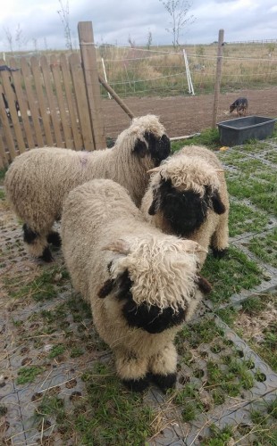 Dlažba INB poskytuje bezpečný povrch všem zvířatům na farmě