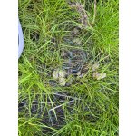 Zatravňovací rohož BERA Grass Fix ECO+, šedá